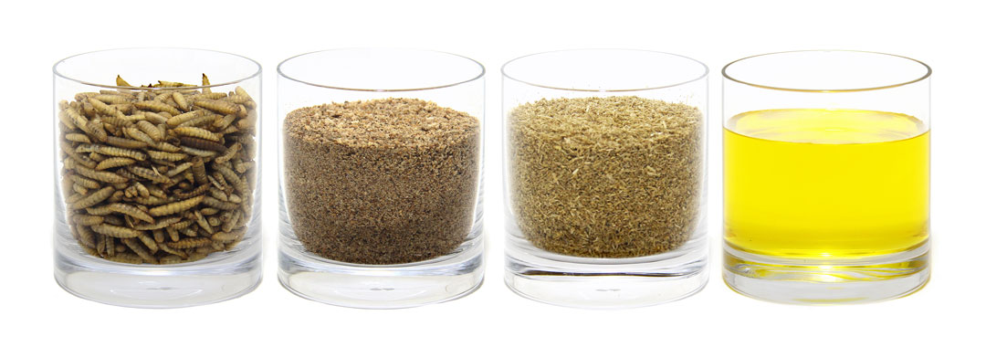 All Insect – Organic Feed, Premium Quality